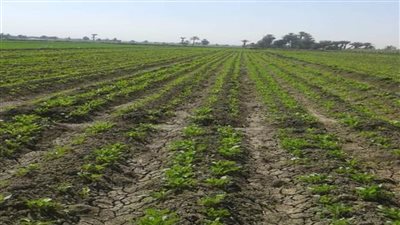 الحكومة تنفي فرض ضرائب على المزارعين بمختلف محافظات الجمهورية