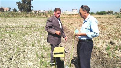 زراعة البحيرة تواجه دودة ورق القطن لمنع إصابة محصول البرسيم