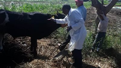 تحصين 200 ألف رأس ماشية و33250 طائراً بكفر الشيخ