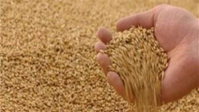 مجلس الوزراء: لا صحة لإيقاف الإجراءات الرقابية على شحنات القمح المستوردة من الخارج