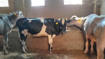 تحصين 220 ألف رأس ماشية و36480 طائرًا بكفر الشيخ