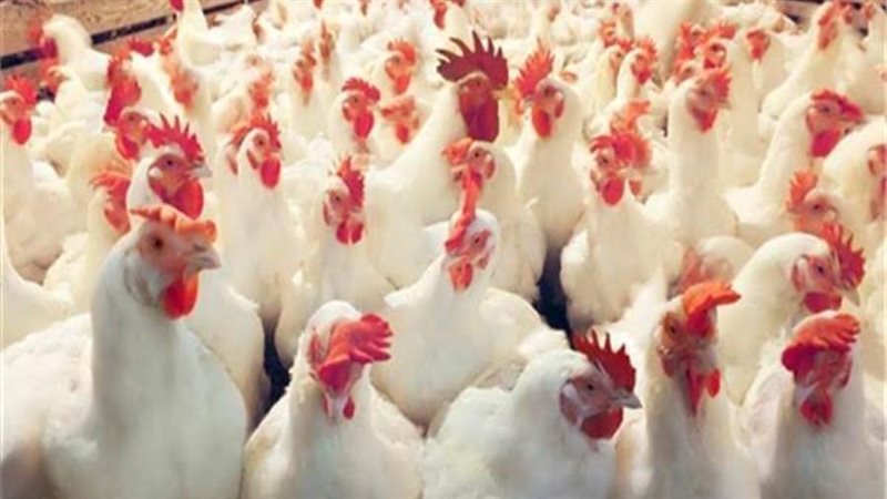 أسعار الدواجن