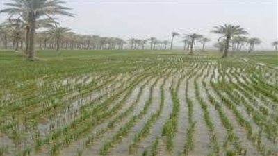 10 توصيات للمزارعين لمواجهة الآثار السلبية للظروف الجوية 