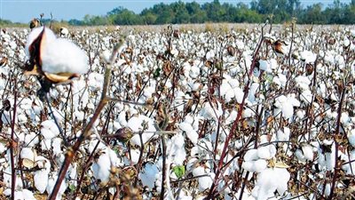 قطاع الأعمال: بيع 54.9 ألف قنطار قطن بـ4 محافظات