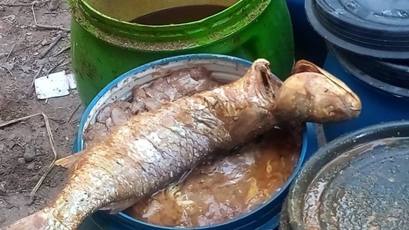 أسماك مملحة فاسدة