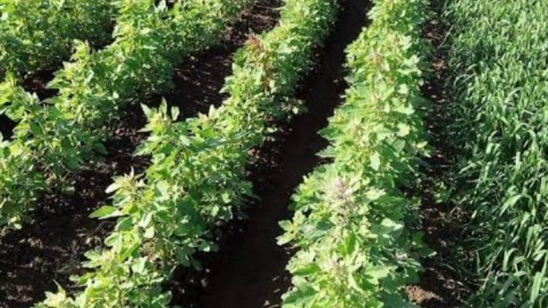 زراعة نبات الكينوا