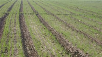 نصائح لمزارعي القمح بالبحيرة.. تعرف عليها