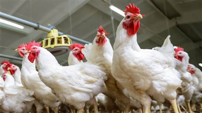 أسعار بورصة الدواجن الرئيسية في مصر اليوم الخميس