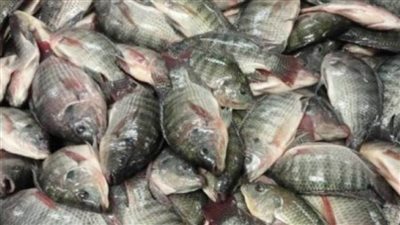 ضبط 2,5 طن أسماك مملحة فاسدة بالفيوم قبل توصيلها لإحدى المحلات بالقاهرة