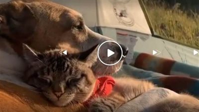  يحظيان بـ 2مليون متابع على Instagram 