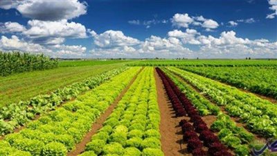 تعاون زراعي بين مصر وجنوب السودان