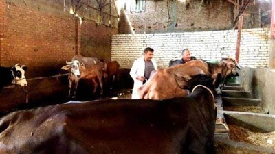 فحص 3724 رأس ماشية ضد مرض البروسيلا والسل البقري بالشرقية 