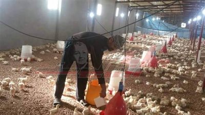  حياة خاصة يعيشها عمال مزارع الدواجن بـ