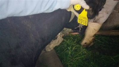 استخراج ٢٠٥٦٨ بطاقة وبدل فاقد لروؤس الماشية بالبحيرة