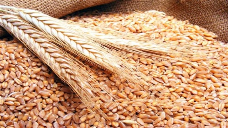 القمح - ارشيفية