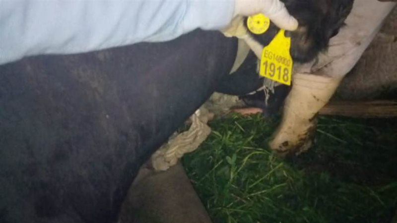 استخراج بطاقات للمواشي