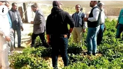 ندوات تثقيفية للمزارعين لمقاومة الآفات وعلاج ملوحة التربة لدعم الإنتاج بالوادي الجديد