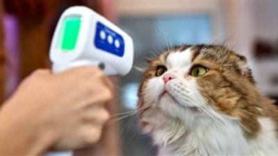 دراسة: بعض الحيوانات 