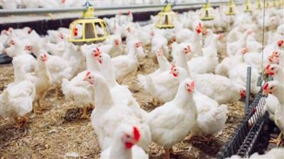بورصة الدواجن في مصر.. من 21 حتى 33 جنيهًا