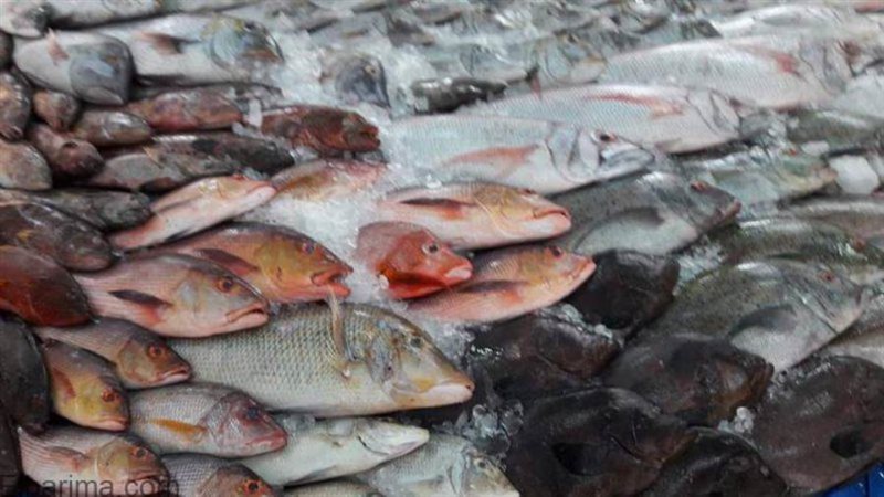 أسعار الأسماك في