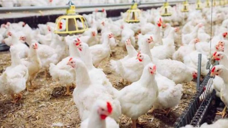 بورصة الدواجن في