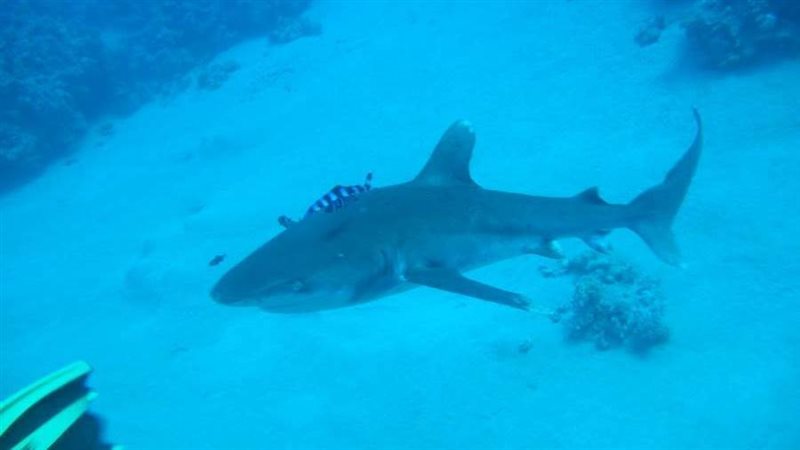 القرش المحيطي ذي