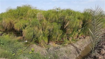 توارثتها الأجيال من عهد الفراعنة.. سر صناعة البردي في 