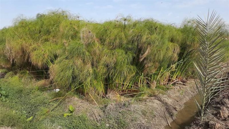 نبات البردي