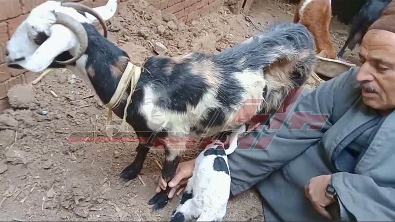 هل معزة أم خروف.