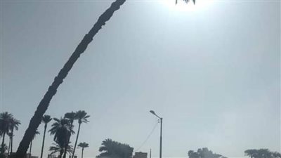 إزالة نخلة تهدد سلامة المواطنين بطريق المطاهرة البحرية بالمنيا