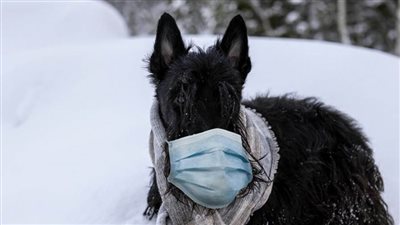 هونج كونج... إصابة كلب بوليسي بفيروس كورونا