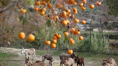 بلد أوروبي يقبل على شرب لبن الحمير للوقاية من كورونا