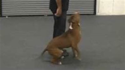 العثور على كلب مفقود منذ ٥ سنوات وسط اهتمام إعلامي كبير