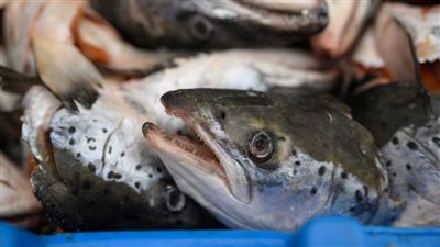 معركة الأسماك ..هل تقود إلي حرب عالمية ثالثة؟