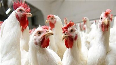 ظهور بؤر لأنفلونزا الطيور في مزارع للدواجن في بعض محافظات الجمهورية.. شائعات