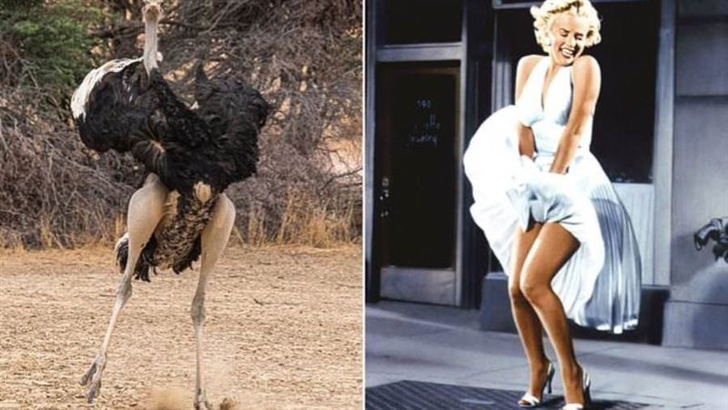 نعامة في وضعية مونرو