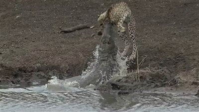 لحظة اصطياد تمساح لـ