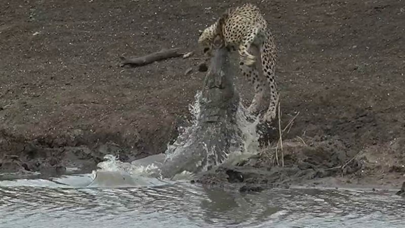 لحظة قفز التمساح