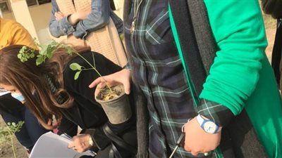 توزيع شجرة المورينجا على طلاب جامعة حلوان لزراعتها بمنازلهم