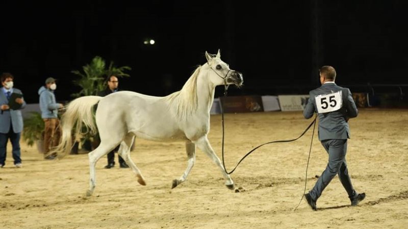 جميلات الخيل المصري