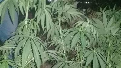 أول صورة لنبات 