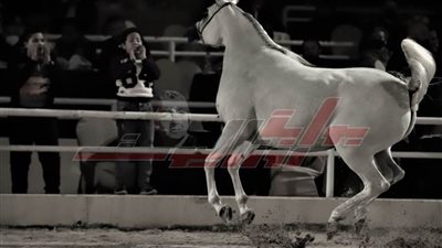 شاهد نهائي بطولة مصر لجمال الخيول العربية الأصيلة على أرض