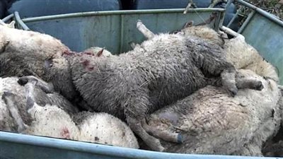  الكلاب الضالة تعقر 30رأسًا من الأغنام 