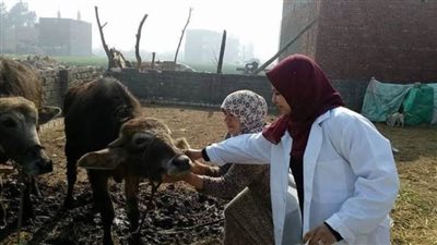 تحصين 47 ألفًا و376 رأس ماشية ضد التسمم الدموي بالبحيرة
