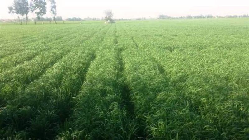 محصول القمح