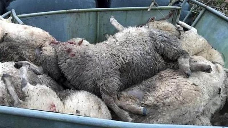 الخراف عقرتها الخراف