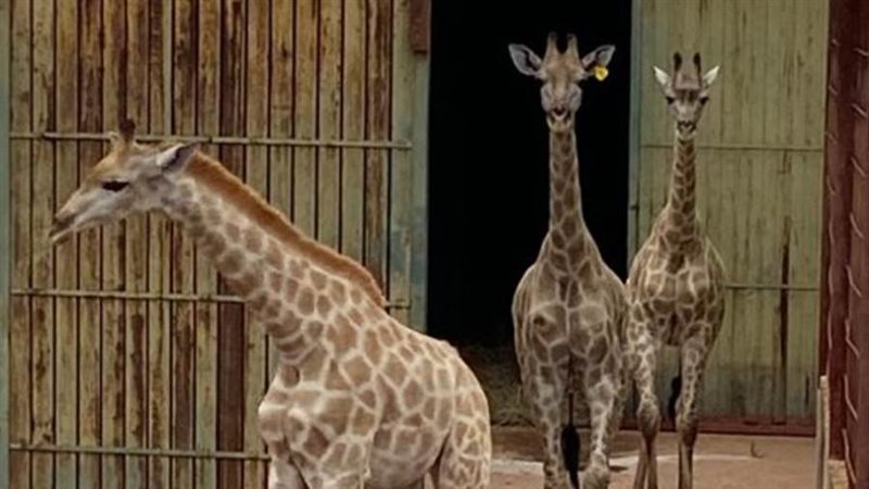 الزرافات الواردة