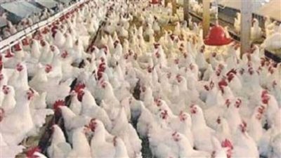 تحصين 39030 طائراً من الأمراض الوبائية بكفرالشيخ 