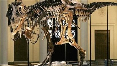 اكتشاف حفريات نادرة لديناصورات عمرها 70 مليون عام شرقي الصين