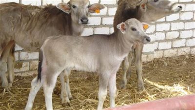 1100 عميل منتفعين من مشروع البتلو بالبحيرة